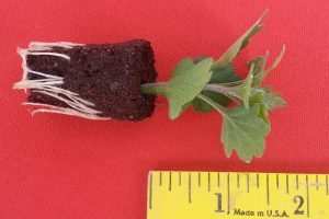(Image -- Figure 3: Perfect Gediflora plug size with well-developed roots)