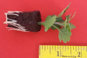 (Image -- Figure 1: Ideal size of the rooted cutting, 1.5" tall from the soil level)