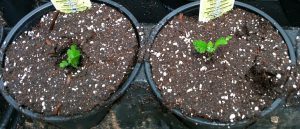 (Image -- Figure 3: Deep planting (left) vs shallow planting (right) of unrooted cuttings. Direct stick)