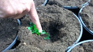 (Image -- Figure 4: Deep transplanting, bottom leaves will be covered after first watering)